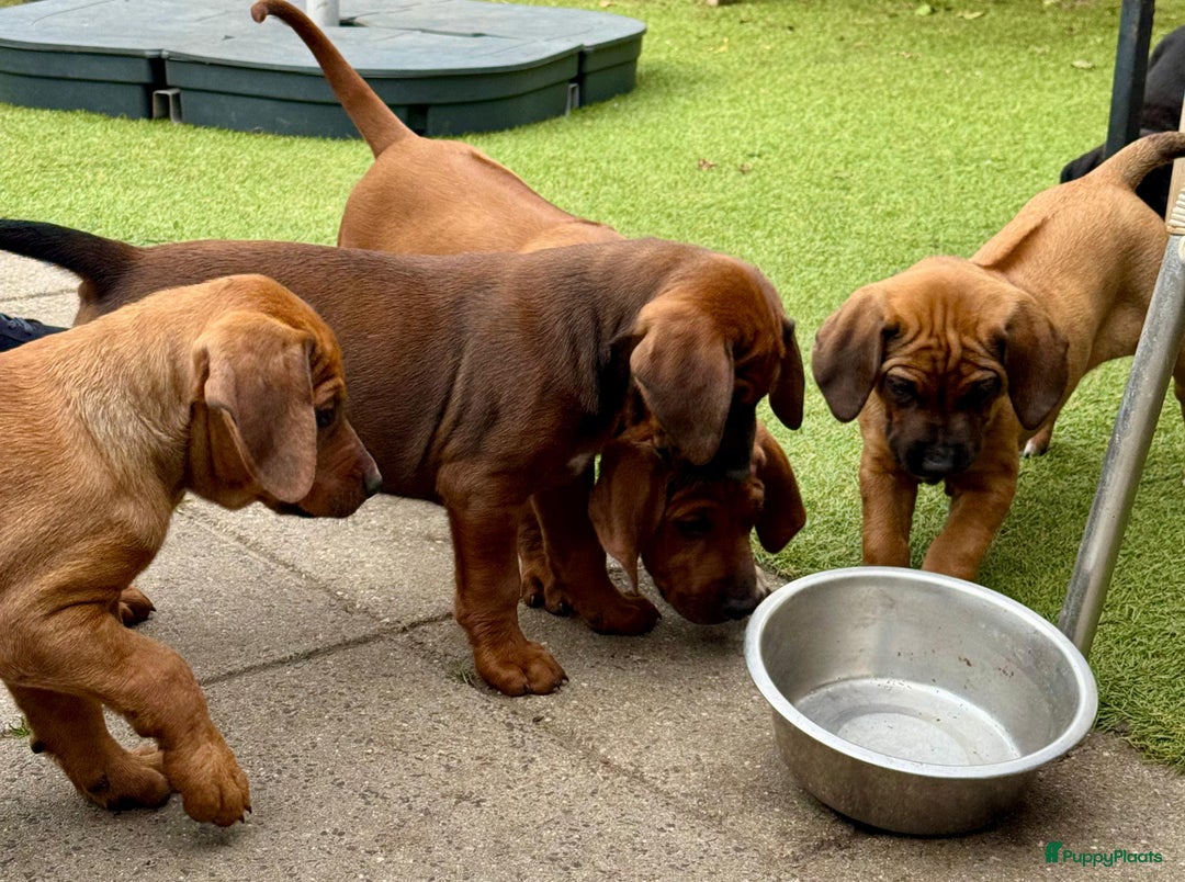 Rhodesian Ridgeback honden te koop: "Prachtige kruising Rhodesians"  in Bavel - Afbeelding 18