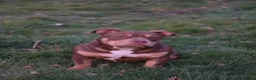 Amerikaanse Bully honden te koop: American pocket bully  in Weert - Advertentie 2