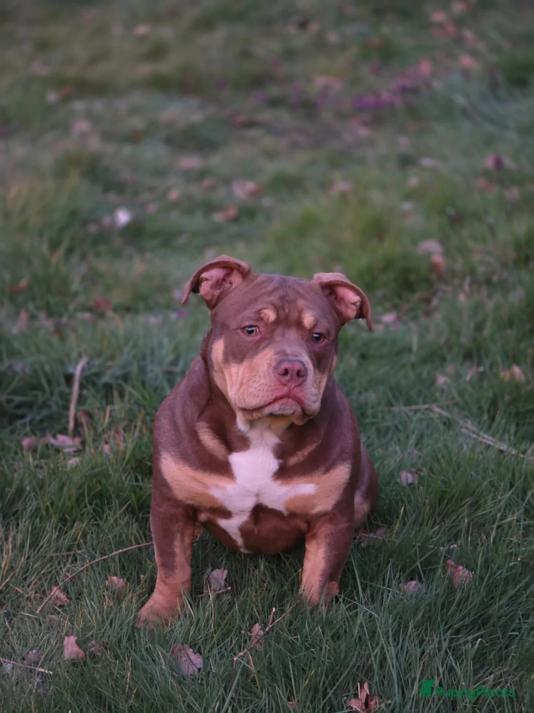 Amerikaanse Bully honden te koop: American pocket bully  in Weert - Advertentie 2