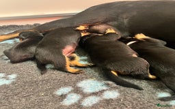 Rottweiler honden te koop: Prachtige super knappe puppy’s  in Haps - Afbeelding 24