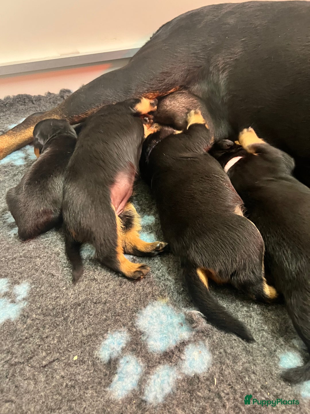 Rottweiler honden te koop: Prachtige super knappe puppy’s  in Haps - Afbeelding 24