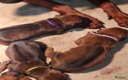 Rhodesian Ridgeback honden te koop: Rhodesian Ridgeback pups in Kootwijkerbroek - Afbeelding 7