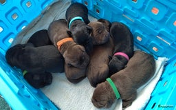 Labrador Retriever honden te koop: Labrador pups uit verantwoorde combinatie - Afbeelding 5