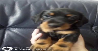 Teckel (korthaar)  honden - Advertentie 1