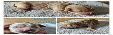 Australian Labradoodle Puppy 3