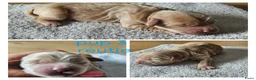 Australian Labradoodle honden te koop: Prachtige medium labradoodle pups - Advertentie 5