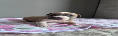 American Staffordshire Terriër Puppy 7