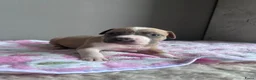 American Staffordshire Terriër honden te koop: American Staffordshire Terrier-pups - Advertentie 5