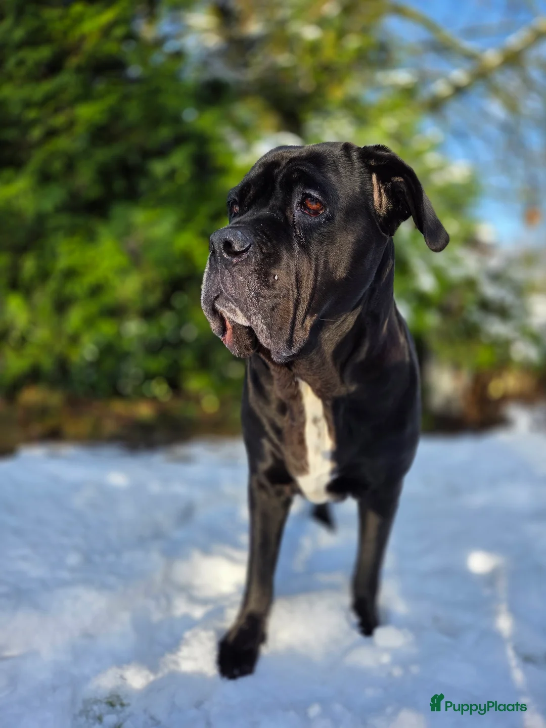 Cane Corso honden te koop: Prachtige CaneCorso's pups!  - Advertentie 12