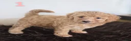 Maltipoo honden te koop: Maltipoo pup  - Advertentie 5