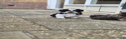 Shih Tzu honden te koop: Lieve shih tzu pups. - Advertentie 5
