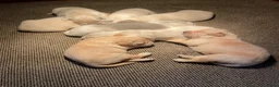 Golden Retriever honden te koop: Prachtige golden retriever pups te koop - Advertentie 6