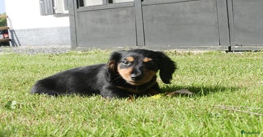 Teckel (langhaar) honden - Advertentie 5
