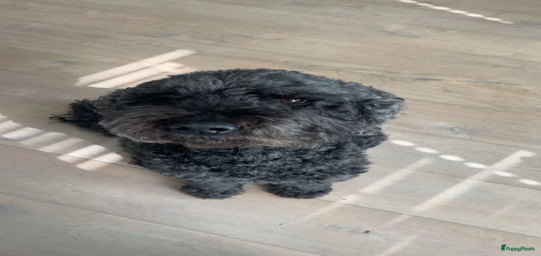 Galerij afbeelding {{count}}