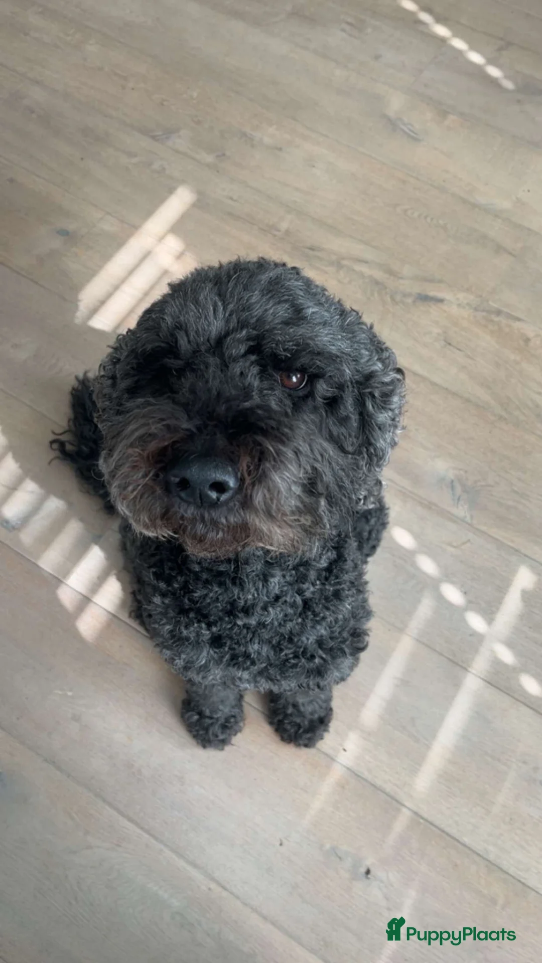 Galerij afbeelding {{count}}