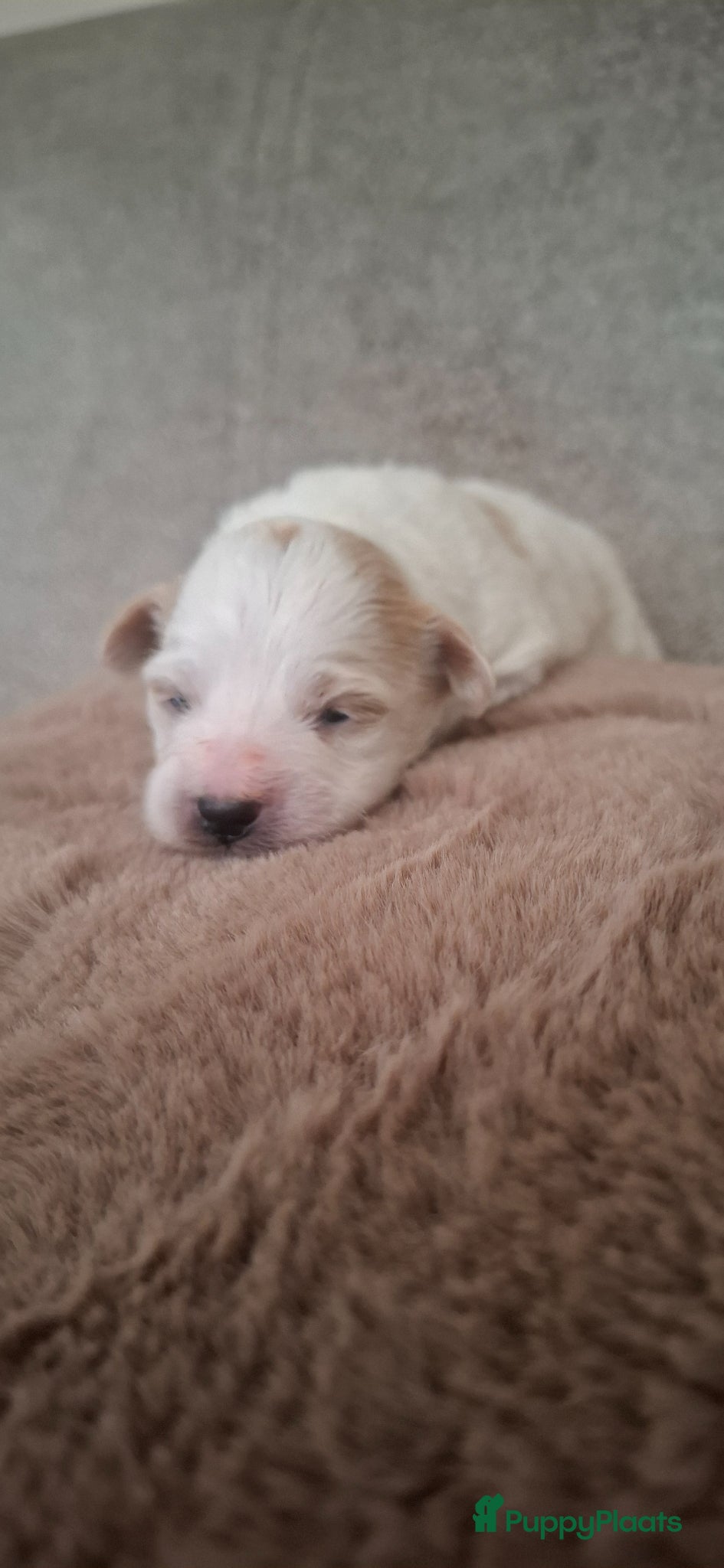 Maltipoo honden ❤️ UNIEKE maltipoo pup - 1 REUTJE BESCHIKBAAR ❤️ - Advertentie 1