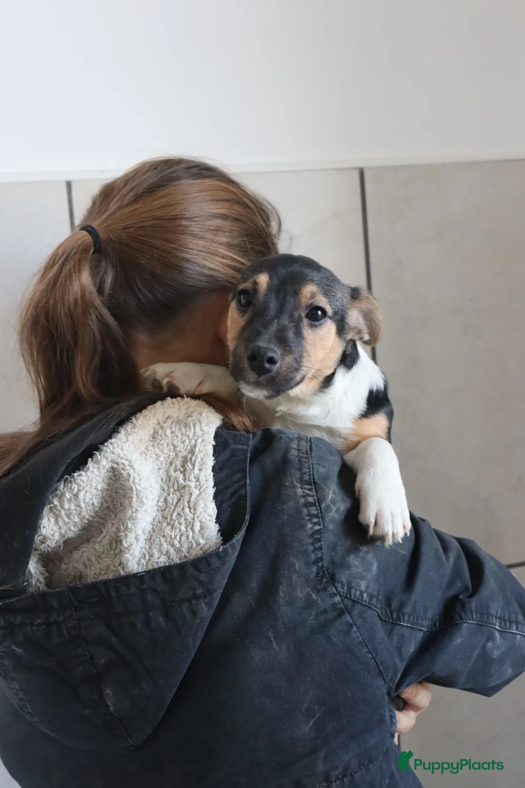 Jack Russel Terriër honden te koop: Zeer lieve en mooie jack russels te koop - Advertentie 5