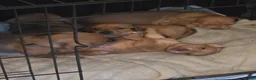 Teckel (korthaar)  honden te koop: Dwergteckel pup kortharig cream blond!!! - Advertentie 24