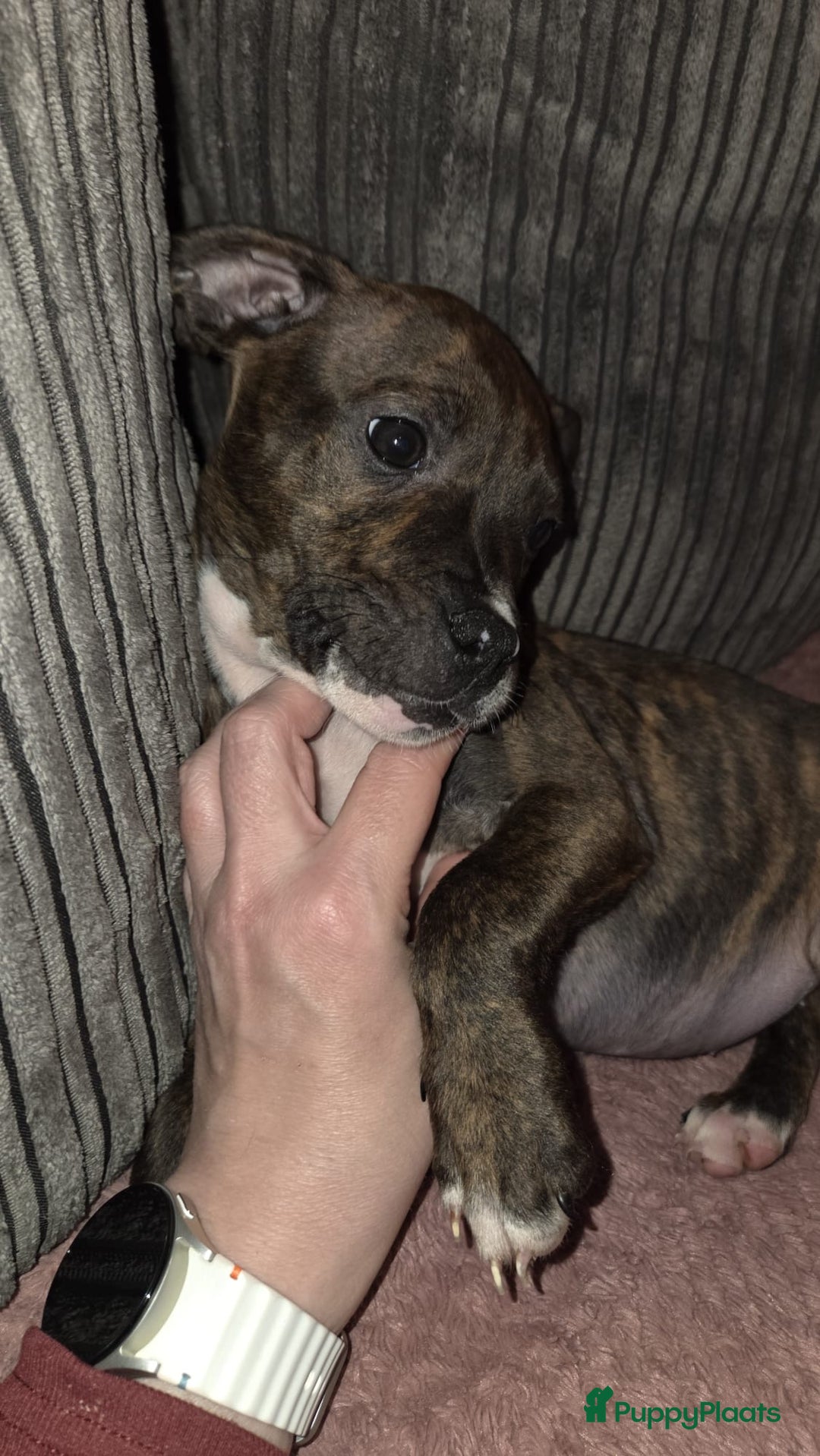 Kruising honden te koop: Pitbull x Cane Corso x Old English Bulldog puppies - Advertentie 12