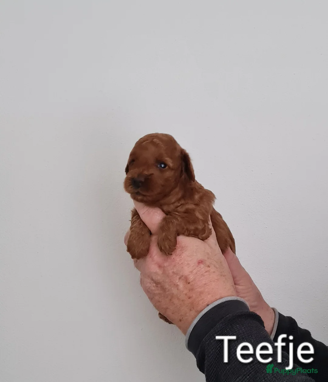 Dwergpoedel honden te koop: Rode dwerpoedels in Helmond - Advertentie 3