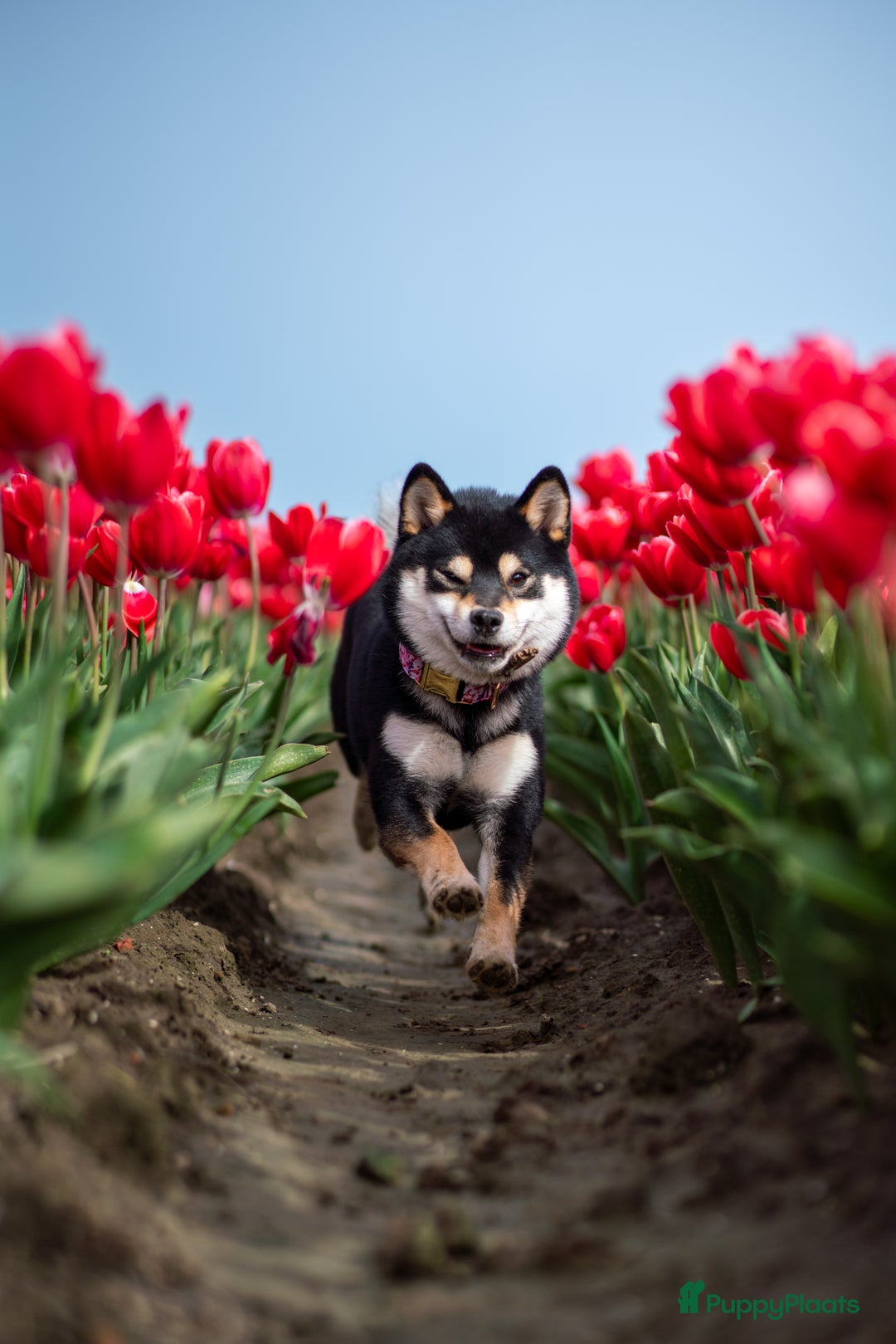 Shiba honden te koop: Shiba Inu pups met FCI stamboom - Afbeelding 10