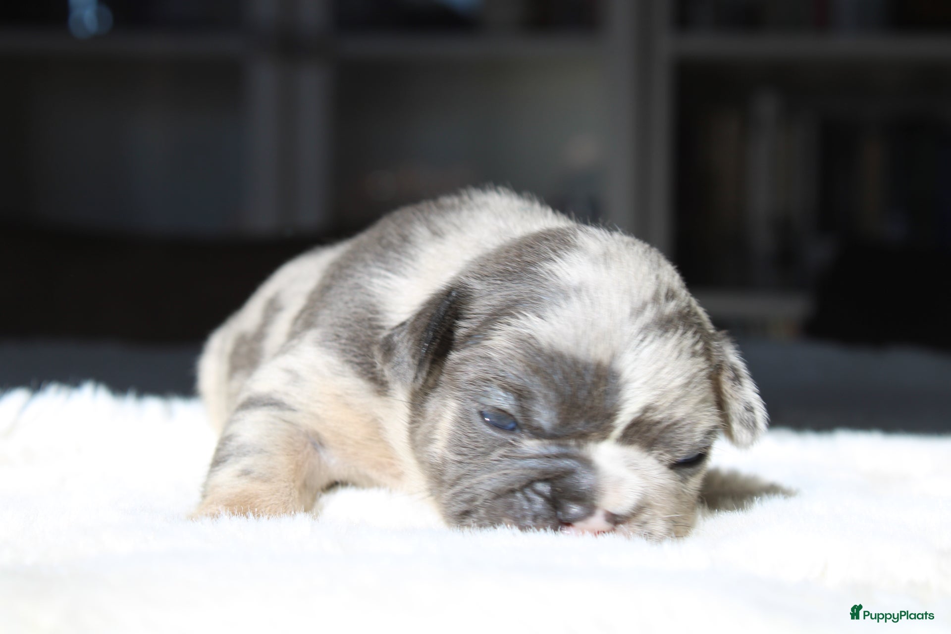 Franse Bulldog honden Franse Bulldog pups, lange open neus  - Advertentie 4
