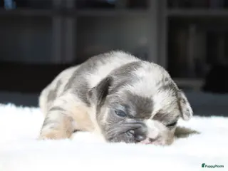 Franse Bulldog honden Franse Bulldog pups, lange open neus - Advertentie 4