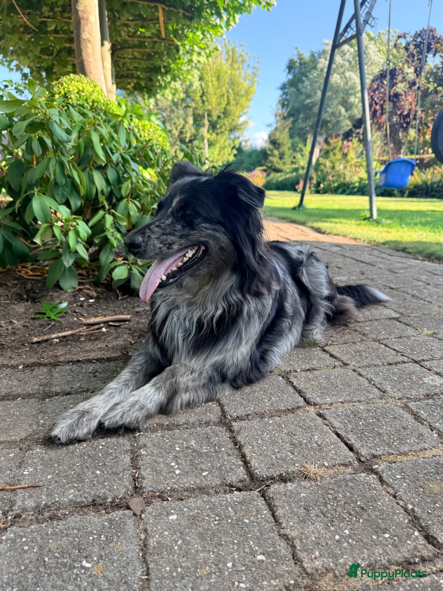 Australian Shepherd honden Australian Shepherd - Advertentie 2