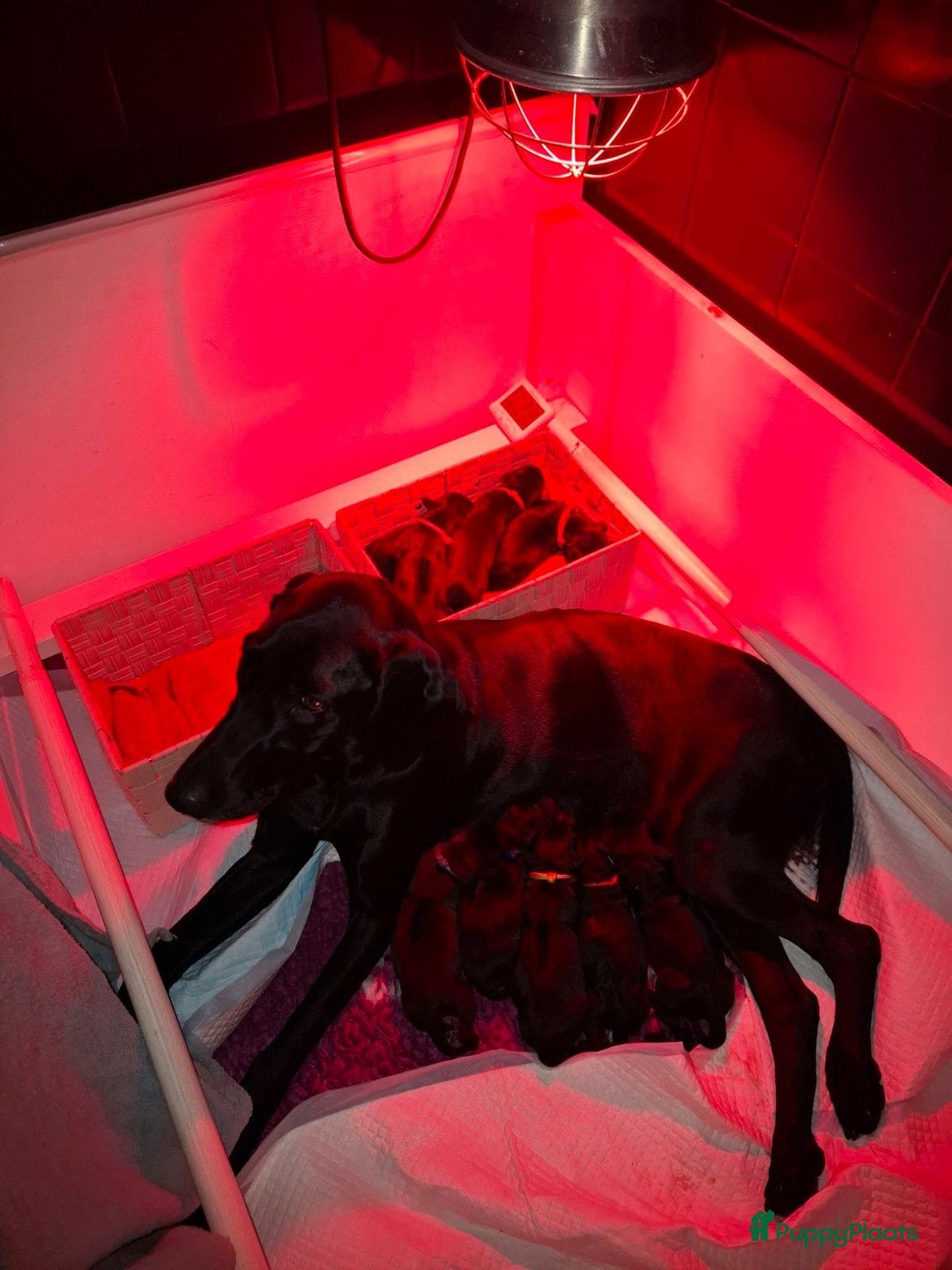 Kruising honden te koop: Duitse staande  x rhodesian ridgeback  - Advertentie 4