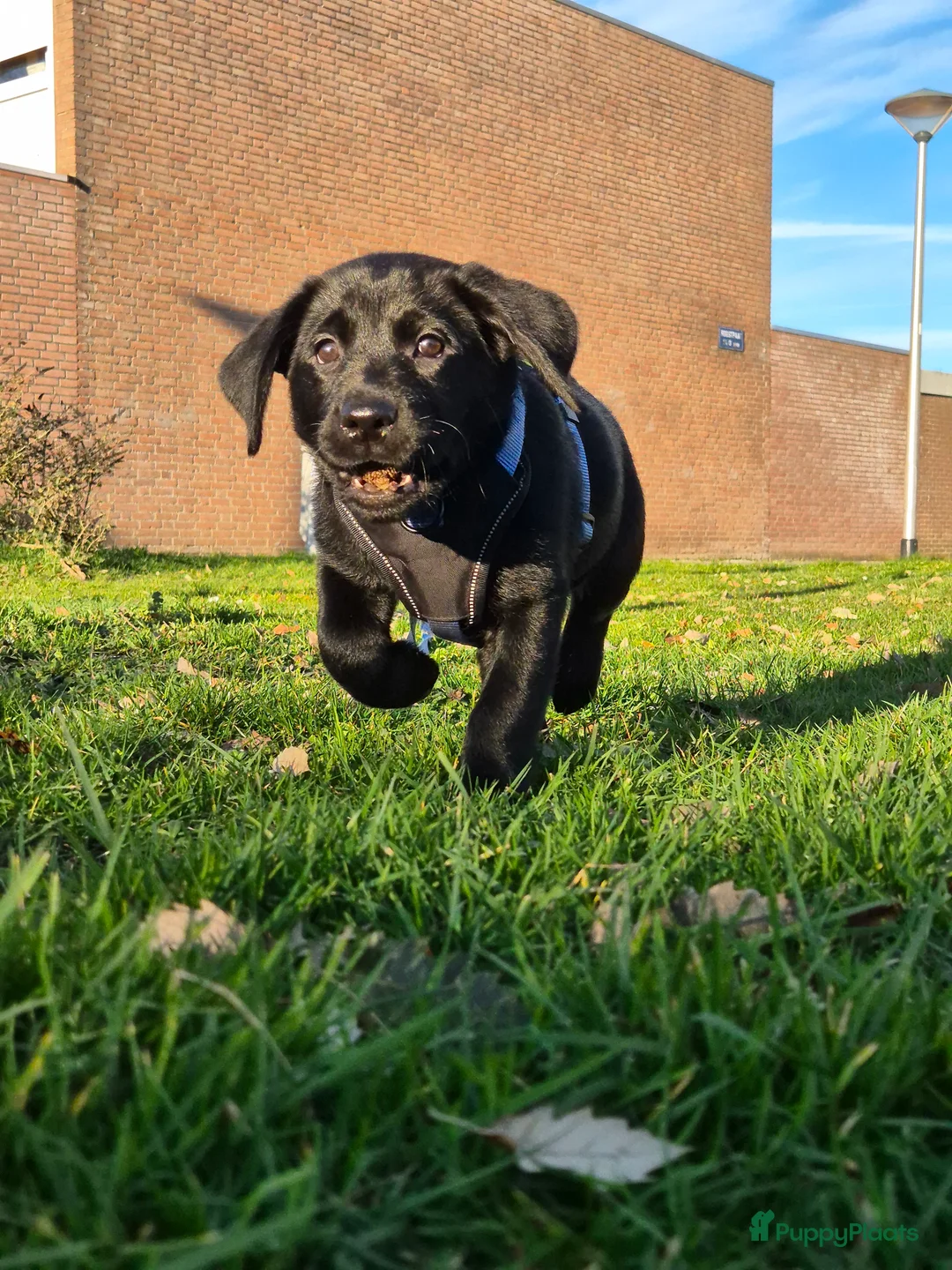 Labrador Retriever honden te koop: Labrador Retriever reu pup - Advertentie 7