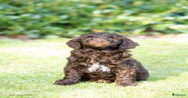 Labradoodle honden - Advertentie 4
