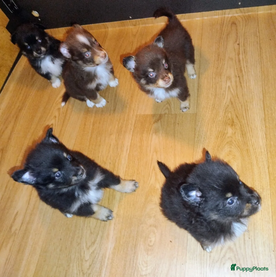 Kruising honden te koop: Chihuahua mix pups  - Advertentie 1