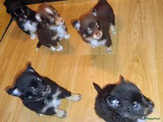 Kruising honden Chihuahua mix pups - Advertentie 1