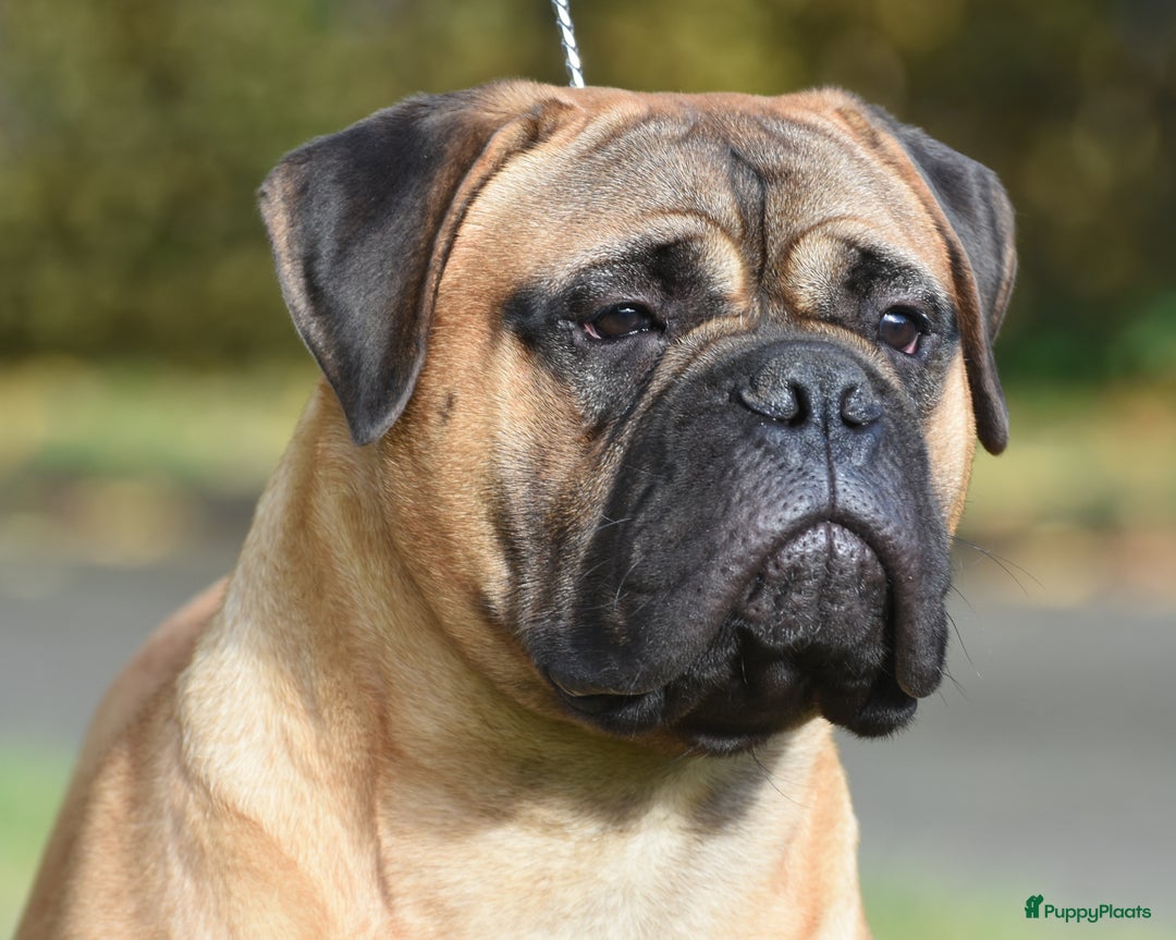 Bullmastiff honden te koop: ## VERWACHT Bullmastiff pups ## - Advertentie 5