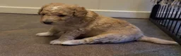 Kruising honden te koop: Sheltidoodle  - Advertentie 24