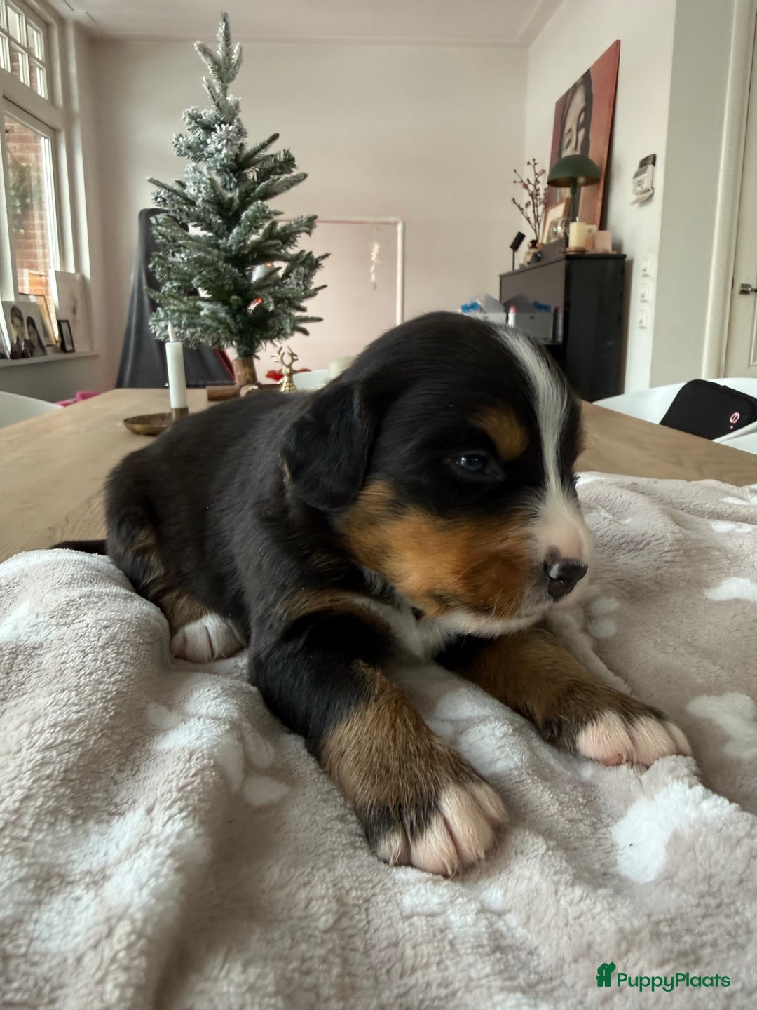 Berner Sennenhond honden te koop: Berner Sennen puppy's zoeken een liefdevol huis - Advertentie 12