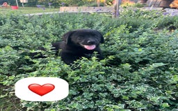 Kruising honden te koop: Onze lieve Boulab puppy’s zijn te koop in Buren - Afbeelding 6
