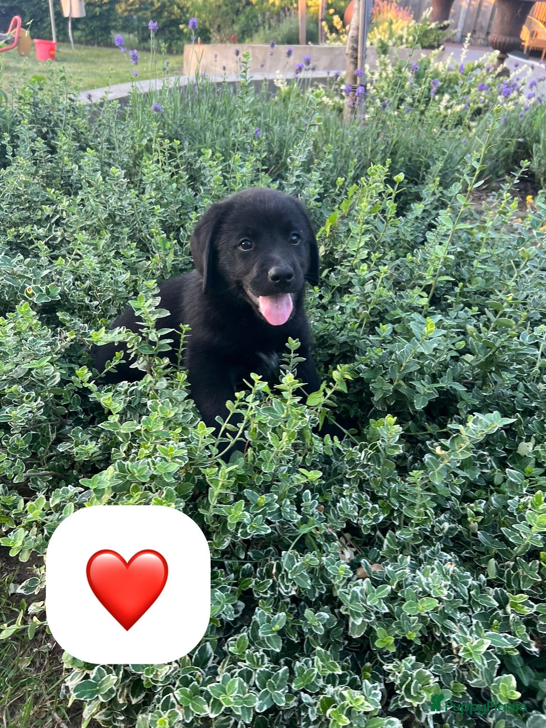 Kruising honden te koop: Onze lieve Boulab puppy’s zijn te koop in Buren - Afbeelding 6