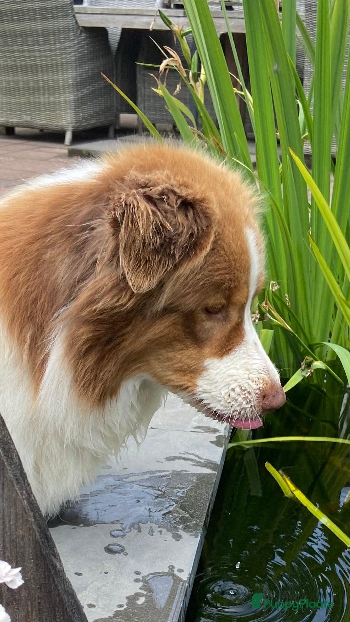 Australian Shepherd honden www.ofoutbackvalley@hotmail.com - Advertentie 7