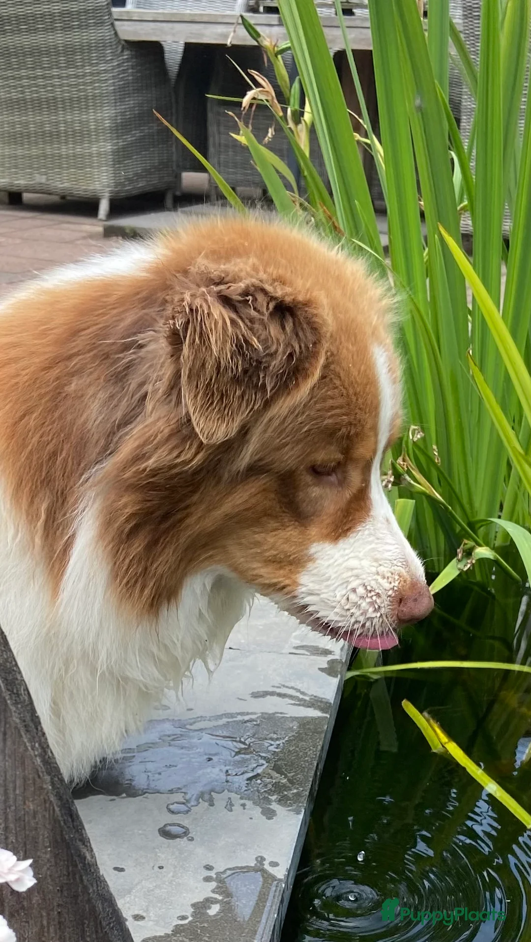 Australian Shepherd honden te koop: www.ofoutbackvalley@hotmail.com - Advertentie 1