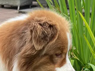 Australian Shepherd honden www.ofoutbackvalley@hotmail.com - Advertentie 7