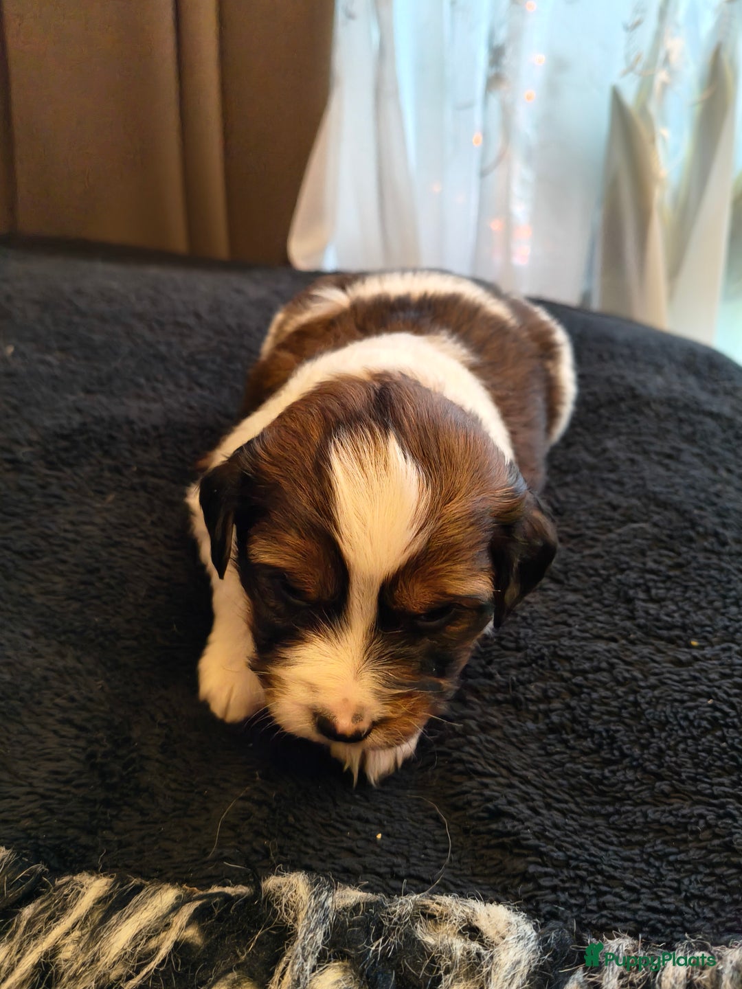 Kooikerhondje honden te koop: Lieve Kooikerpups beschikbaar reserveren nu  - Advertentie 6