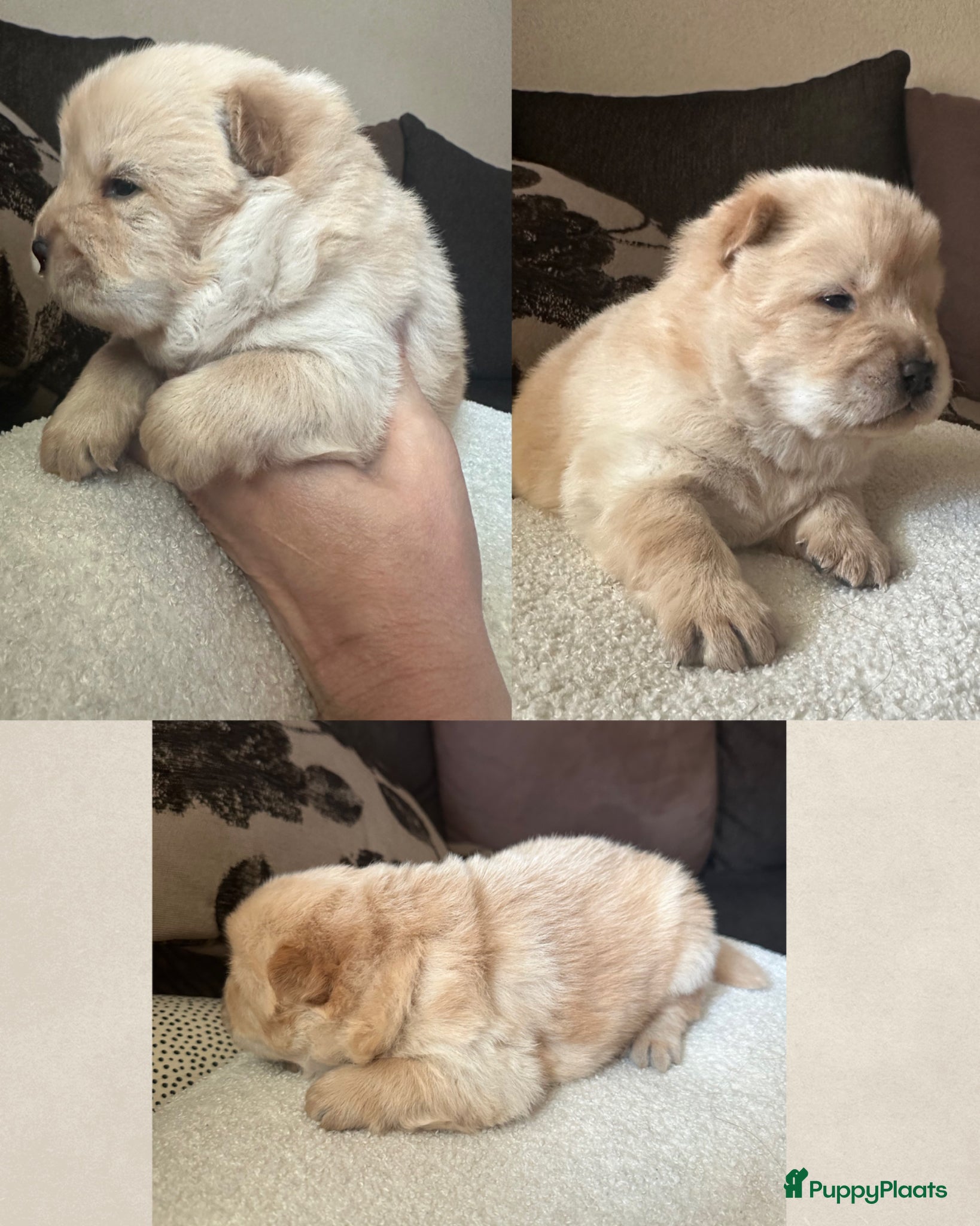 Chow Chow honden Mooie Chow Chow pups geboren - Advertentie 1