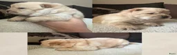 Chow Chow honden te koop: Mooie Chow Chow pups geboren - Advertentie 11