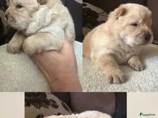 Chow Chow honden Mooie Chow Chow pups geboren - Advertentie 2