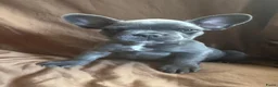 Franse Bulldog honden te koop: Franse Bulldog pupjes - Advertentie 6