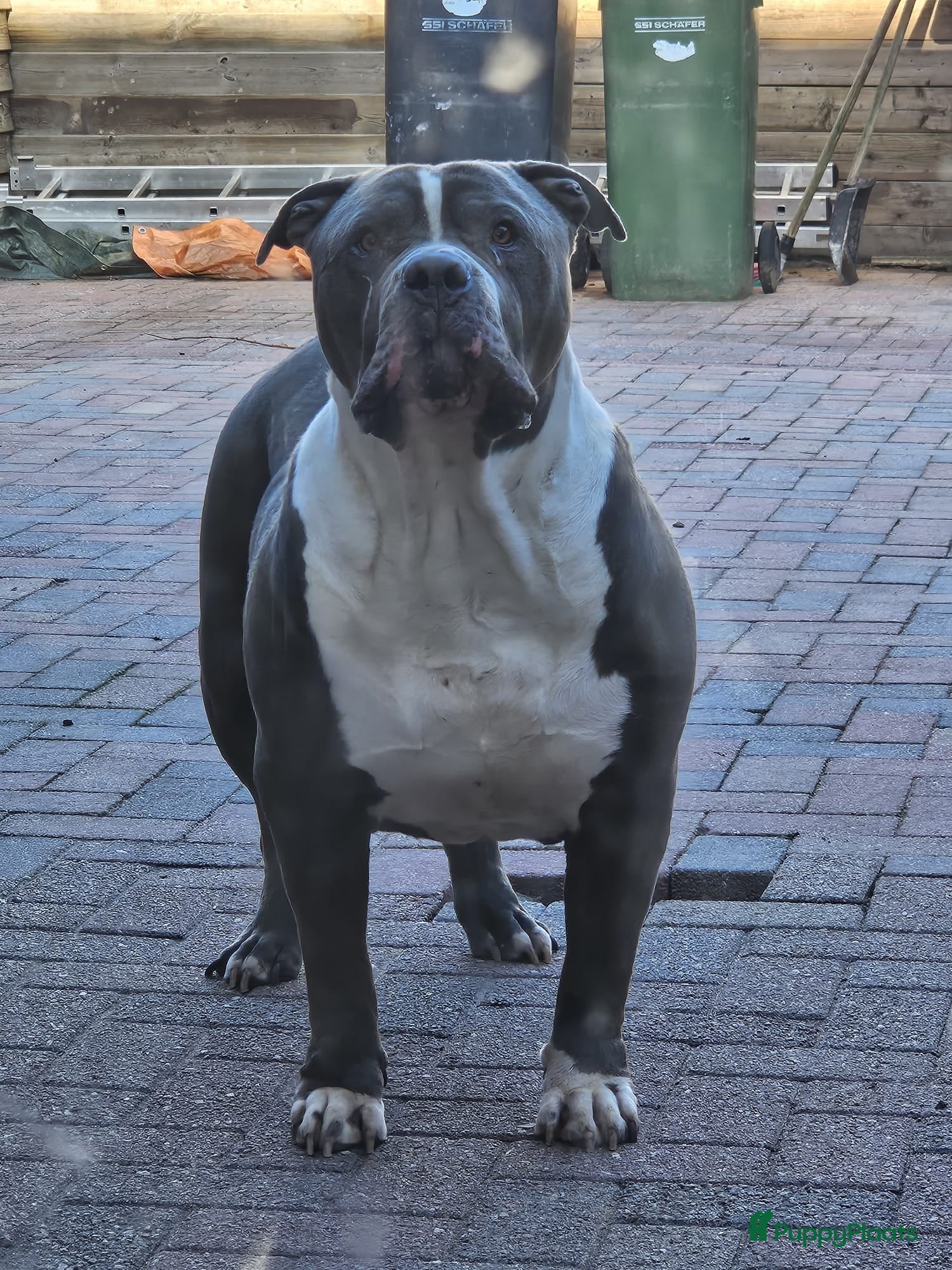 Amerikaanse Bully honden 💙 Mooie American Bully met stamboom 💙 - Advertentie 1