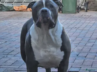 Amerikaanse Bully honden 💙 Mooie American Bully met stamboom 💙 - Advertentie 1