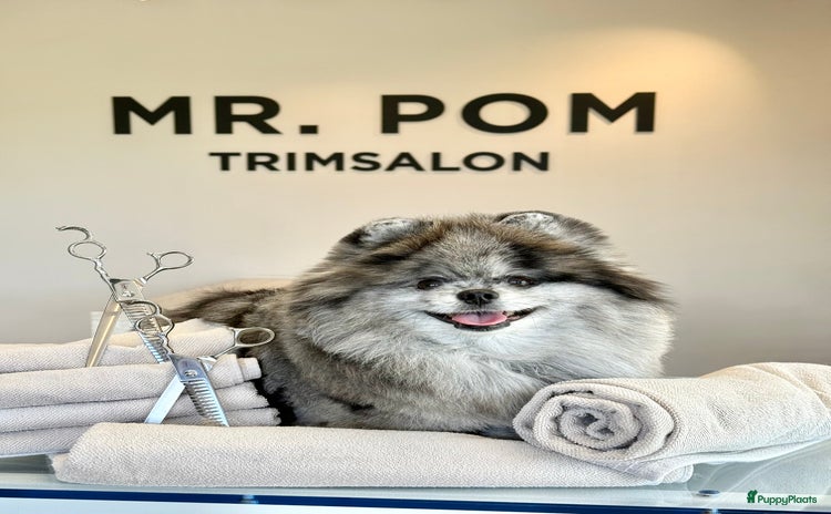 Pomeriaan honden - Advertentie 10