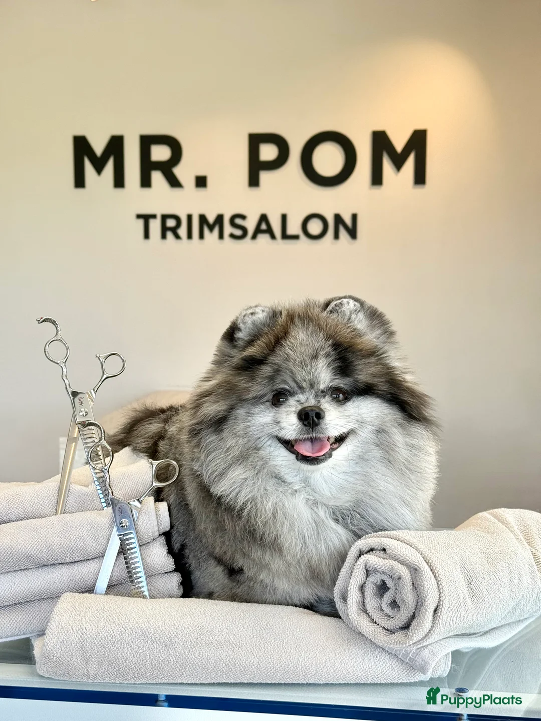 Pomeriaan honden te koop: Super lieve pomeranian Hummer  - Advertentie 1